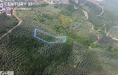 C21 Cius; Umurbey'de İmar Sınırı Manzaralı 2.340 M2 Zeytinlik