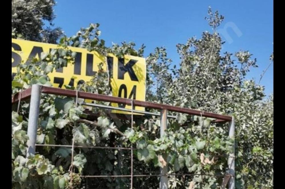 5 Dönüm Yetişmiş Limon Bahçesi