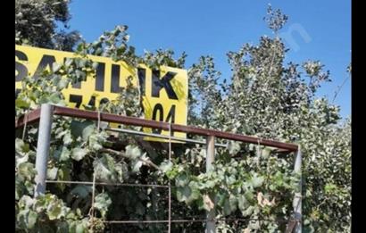 5 Dönüm Yetişmiş Limon Bahçesi