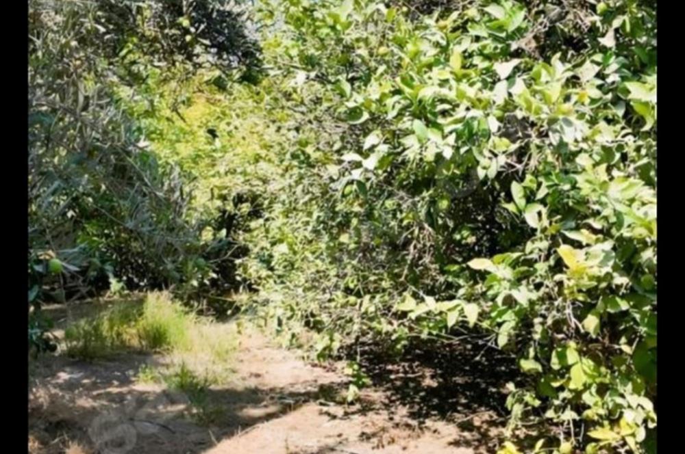 5 Dönüm Yetişmiş Limon Bahçesi