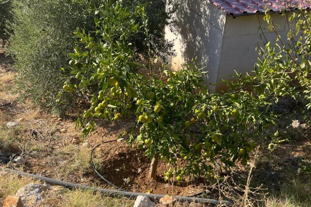 Mersin Silifke İmamuşağı Köyünde Eşsiz Yatırım Fırsatı 20 Dönüm