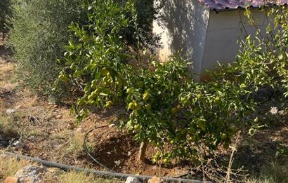 Mersin Silifke İmamuşağı Köyünde Eşsiz Yatırım Fırsatı 20 Dönüm