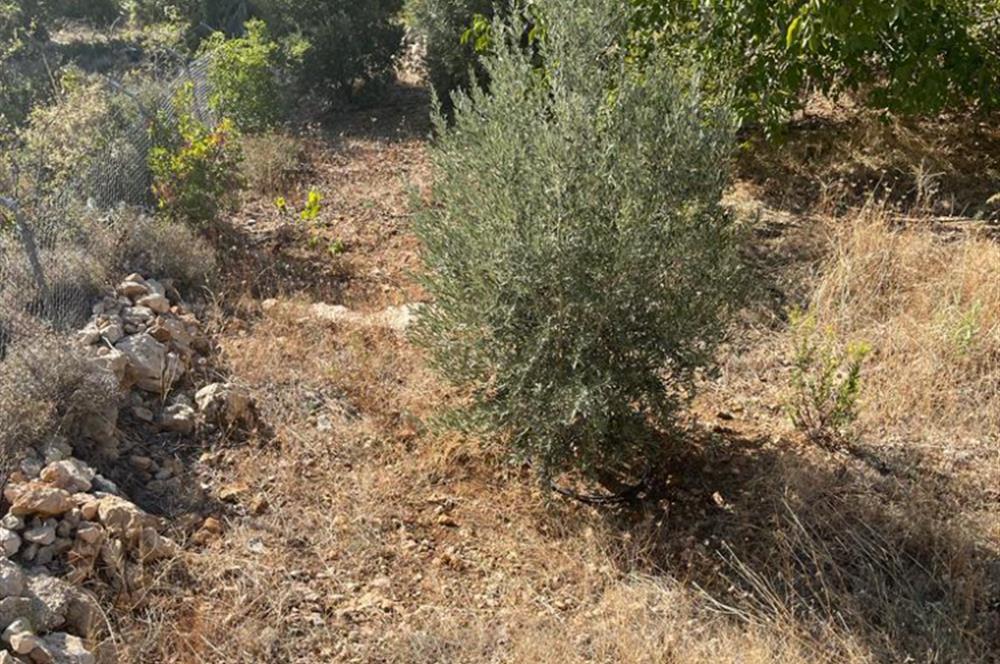 Mersin Silifke İmamuşağı Köyünde Eşsiz Yatırım Fırsatı 20 Dönüm