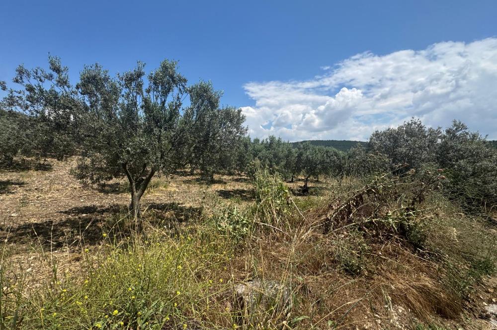 FOÇA GERENKÖY MAHALLESİNDE SATILIK ZEYTİNLİK