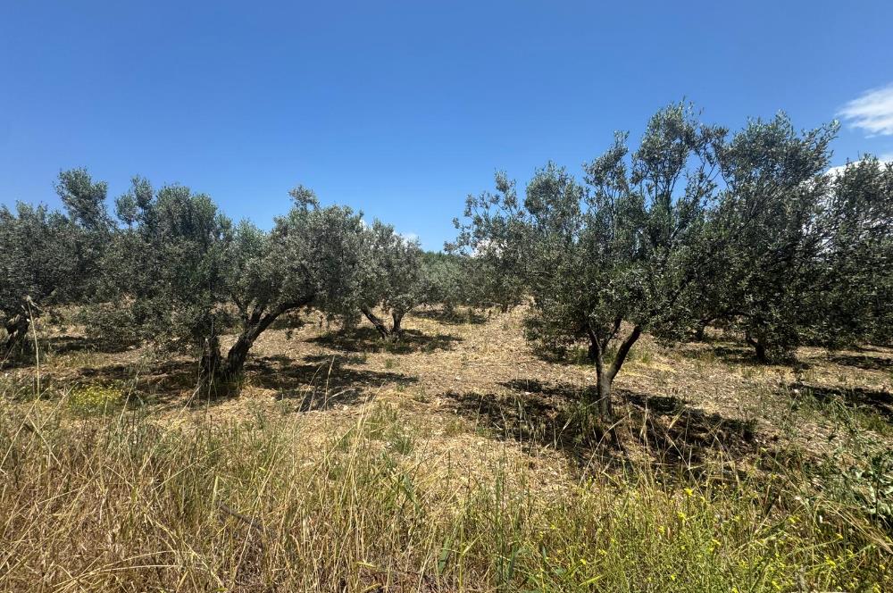 FOÇA GERENKÖY MAHALLESİNDE SATILIK ZEYTİNLİK