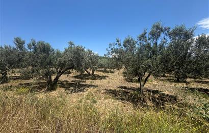 FOÇA GERENKÖY MAHALLESİNDE SATILIK ZEYTİNLİK