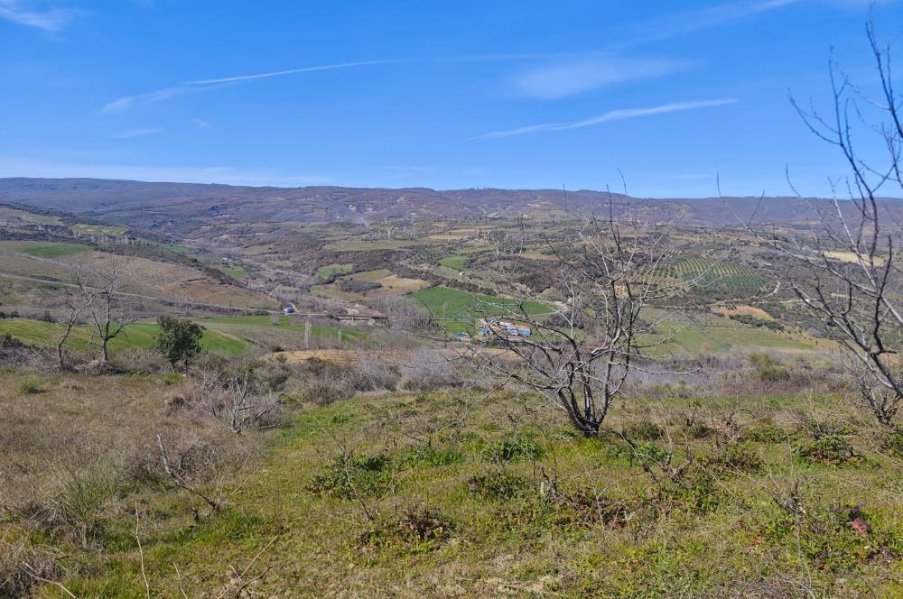 Tekirdağ Şarköy Çınarlı'da Satılık Bağ 
