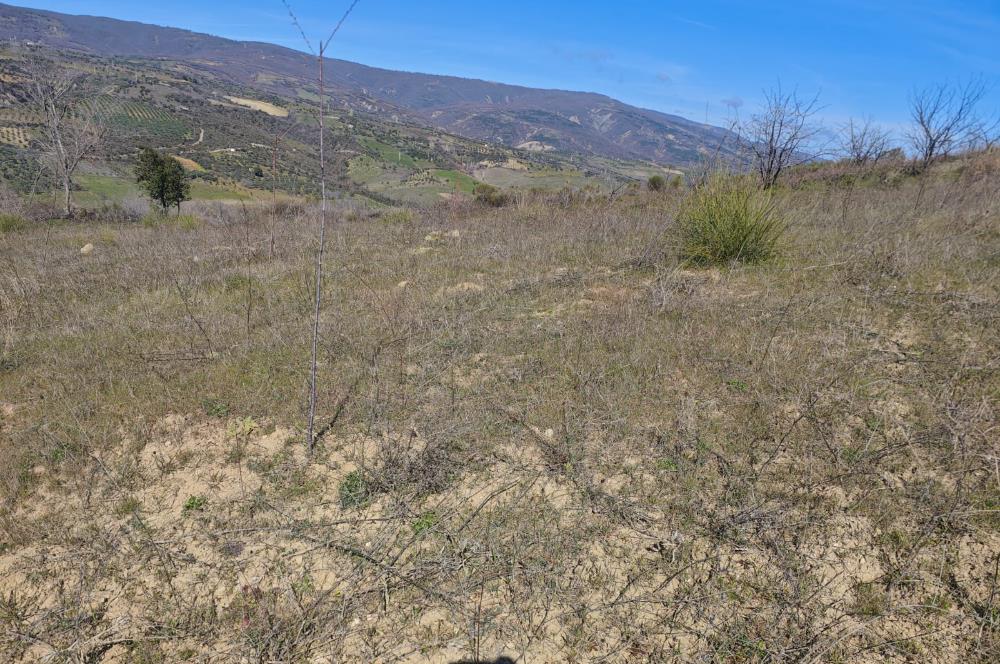 Tekirdağ Şarköy Çınarlı'da Satılık Bağ 