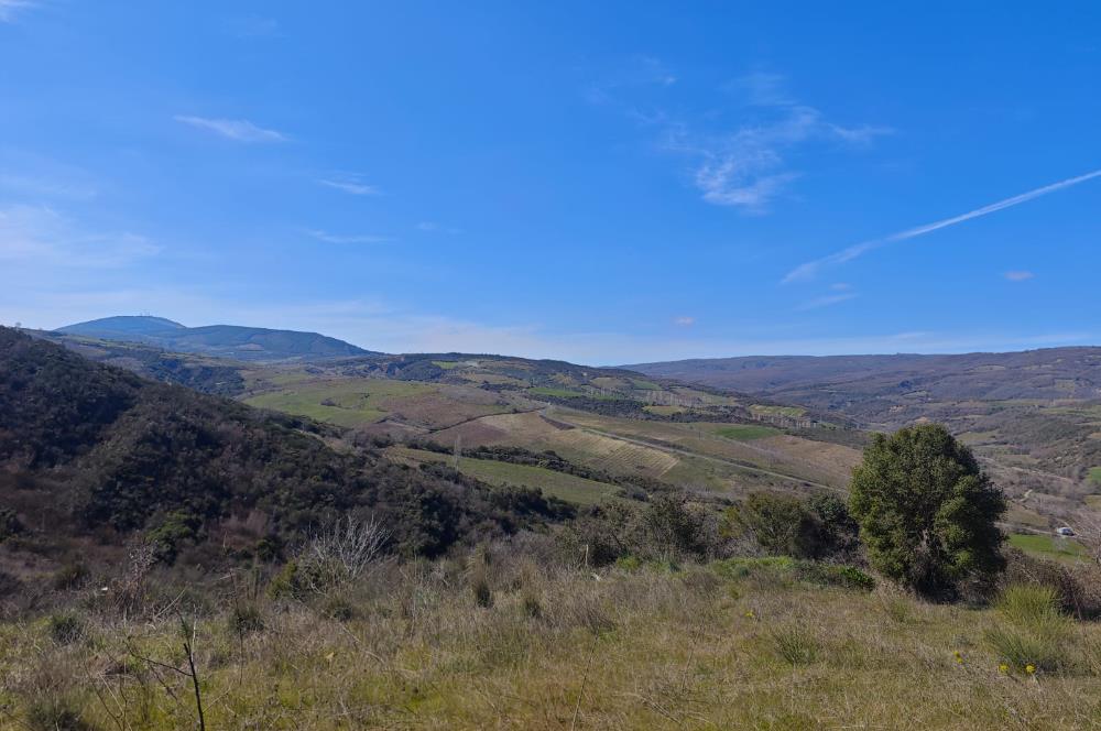 Tekirdağ Şarköy Çınarlı'da Satılık Bağ 