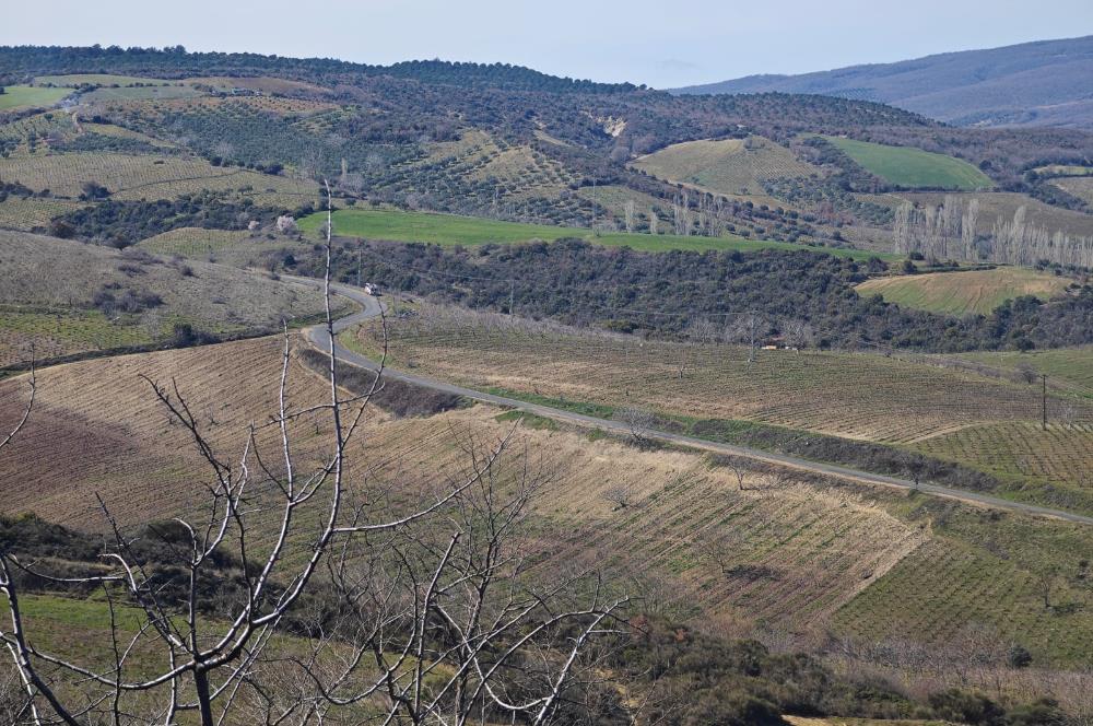 Tekirdağ Şarköy Çınarlı'da Satılık Bağ 