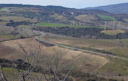 Tekirdağ Şarköy Çınarlı'da Satılık Bağ 