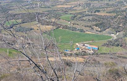 Tekirdağ Şarköy Çınarlı'da Satılık Bağ 