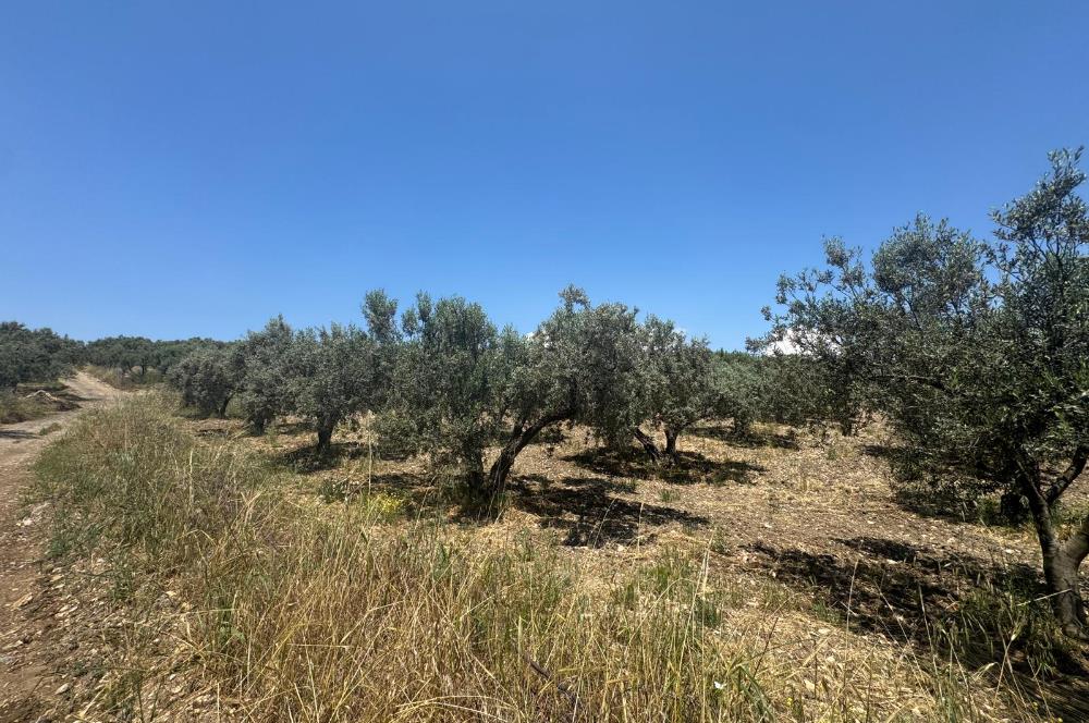 FOÇA GERENKÖY MAHALLESİNDE SATILIK ZEYTİNLİK