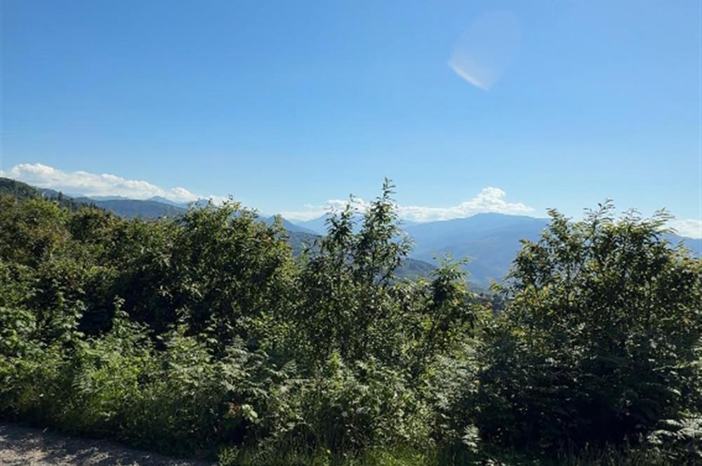 ORTAHİSAR YEŞİLBÜK'TE 3791 M2SATILIK TARLA