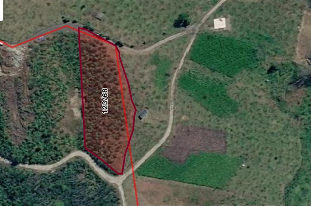 ORTAHİSAR YEŞİLBÜK'TE 3791 M2SATILIK TARLA