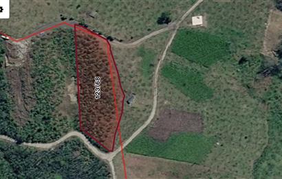 ORTAHİSAR YEŞİLBÜK'TE 3791 M2SATILIK TARLA