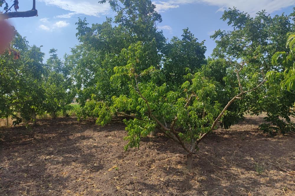 C21 LOCA'DAN BÜYÜK BOSTANCI'DA SATILIK ÇİFTLİK EVİ VE ARSASI