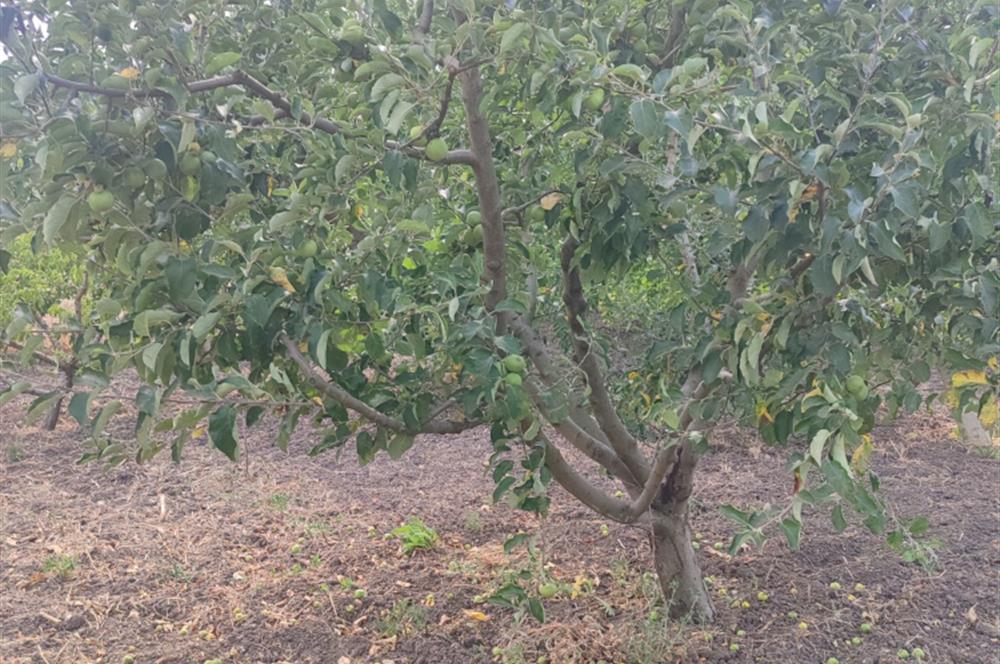 C21 LOCA'DAN BÜYÜK BOSTANCI'DA SATILIK ÇİFTLİK EVİ VE ARSASI