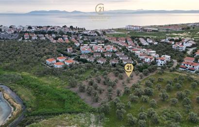 C21 Bal'dan Balıkesir Ayvalık Küçükköy’de Satılık Zeytinlik