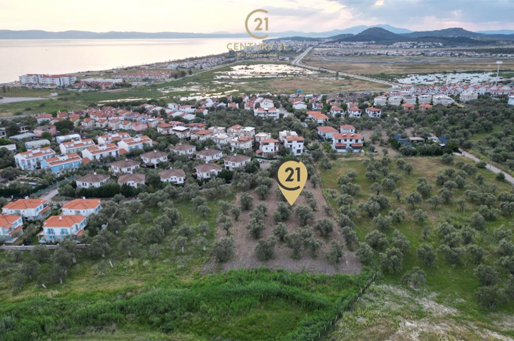 C21 Bal'dan Balıkesir Ayvalık Küçükköy’de Satılık Zeytinlik