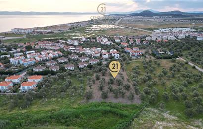 C21 Bal'dan Balıkesir Ayvalık Küçükköy’de Satılık Zeytinlik
