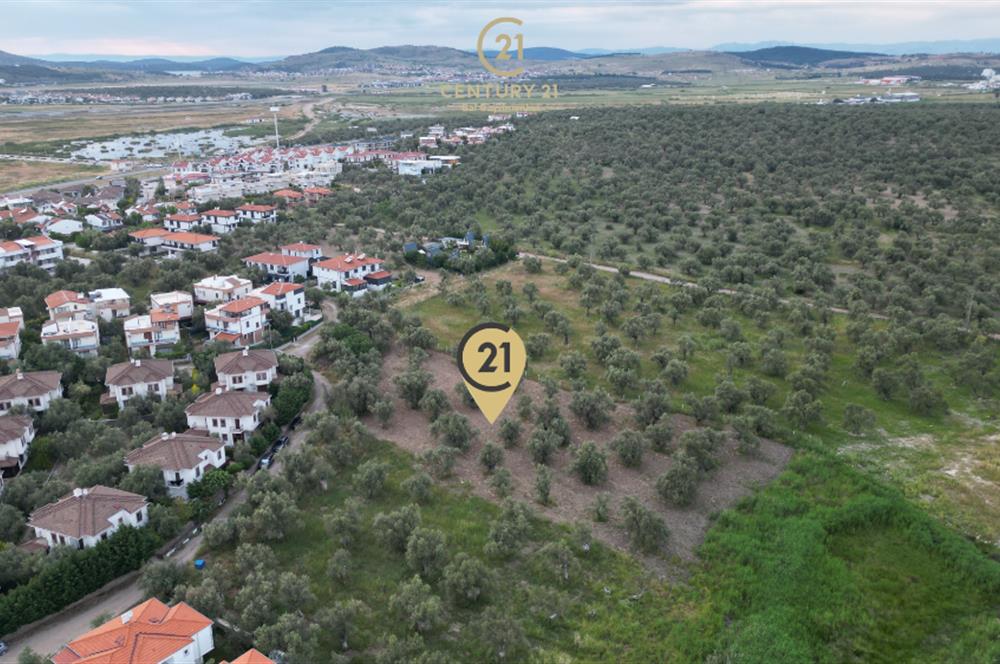 C21 Bal'dan Balıkesir Ayvalık Küçükköy’de Satılık Zeytinlik