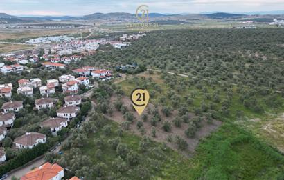 C21 Bal'dan Balıkesir Ayvalık Küçükköy’de Satılık Zeytinlik
