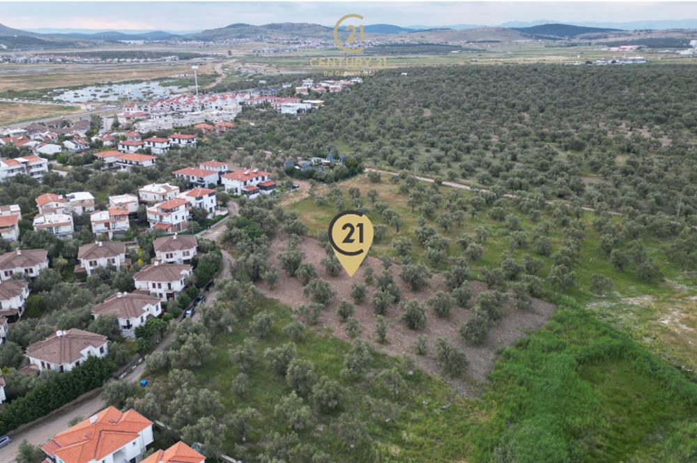 C21 Bal'dan Balıkesir Ayvalık Küçükköy’de Satılık Zeytinlik