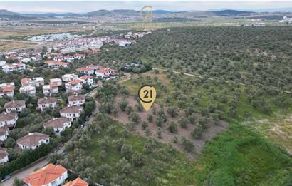 C21 Bal'dan Balıkesir Ayvalık Küçükköy’de Satılık Zeytinlik
