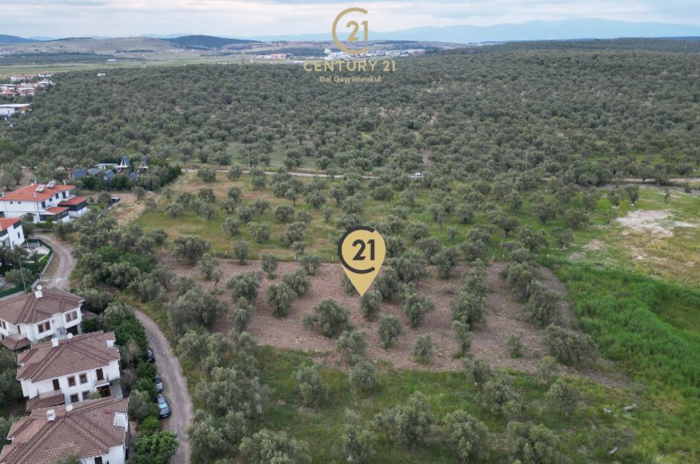 C21 Bal'dan Balıkesir Ayvalık Küçükköy’de Satılık Zeytinlik