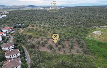 C21 Bal'dan Balıkesir Ayvalık Küçükköy’de Satılık Zeytinlik