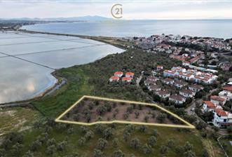 C21 Bal'dan Balıkesir Ayvalık Küçükköy’de Satılık Zeytinlik - 4 - 35548