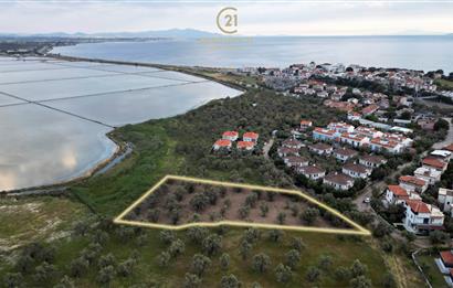 C21 Bal'dan Balıkesir Ayvalık Küçükköy’de Satılık Zeytinlik