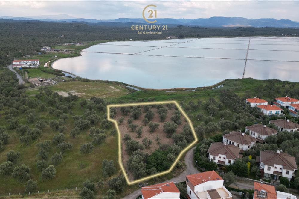C21 Bal'dan Balıkesir Ayvalık Küçükköy’de Satılık Zeytinlik