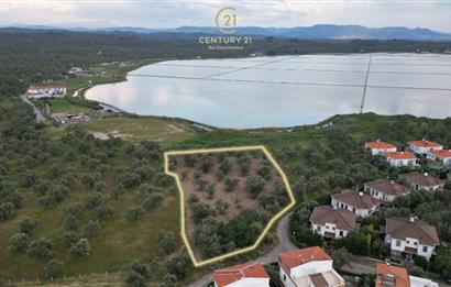 C21 Bal'dan Balıkesir Ayvalık Küçükköy’de Satılık Zeytinlik