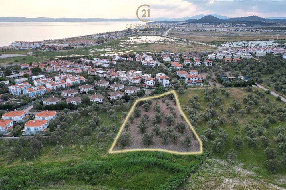 C21 Bal'dan Balıkesir Ayvalık Küçükköy’de Satılık Zeytinlik