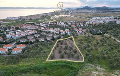 C21 Bal'dan Balıkesir Ayvalık Küçükköy’de Satılık Zeytinlik