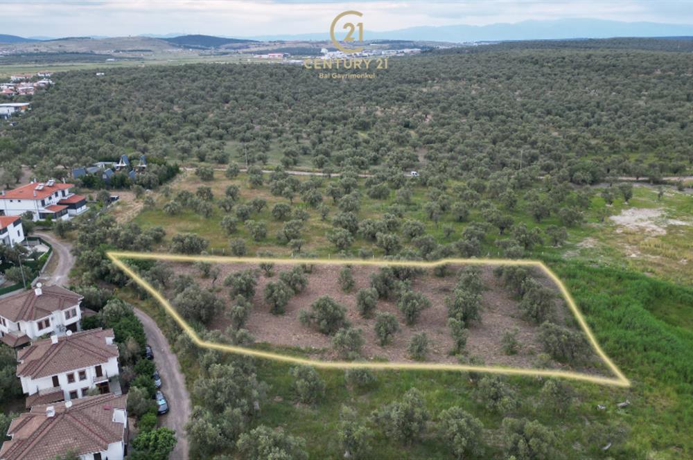 C21 Bal'dan Balıkesir Ayvalık Küçükköy’de Satılık Zeytinlik