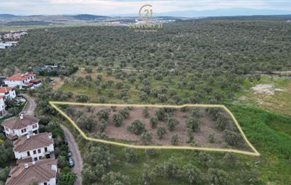 C21 Bal'dan Balıkesir Ayvalık Küçükköy’de Satılık Zeytinlik