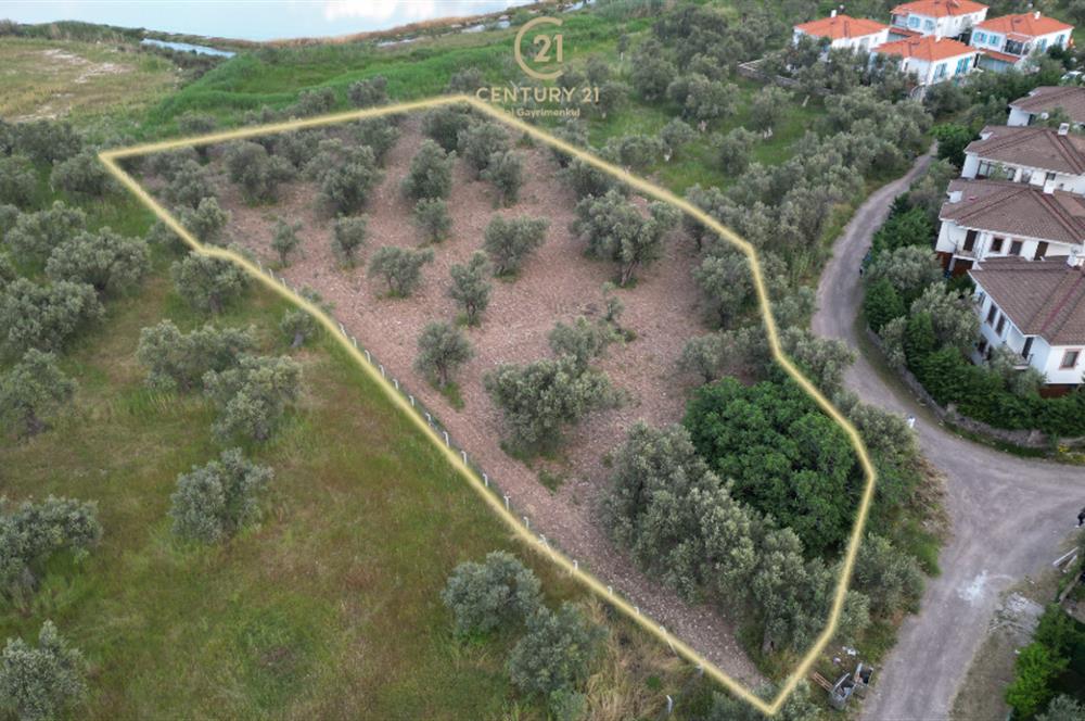 C21 Bal'dan Balıkesir Ayvalık Küçükköy’de Satılık Zeytinlik