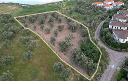 C21 Bal'dan Balıkesir Ayvalık Küçükköy’de Satılık Zeytinlik