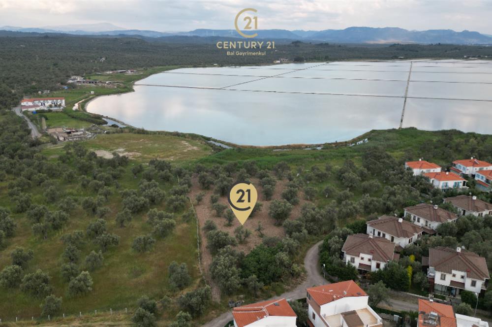 C21 Bal'dan Balıkesir Ayvalık Küçükköy’de Satılık Zeytinlik