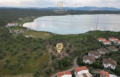 C21 Bal'dan Balıkesir Ayvalık Küçükköy’de Satılık Zeytinlik