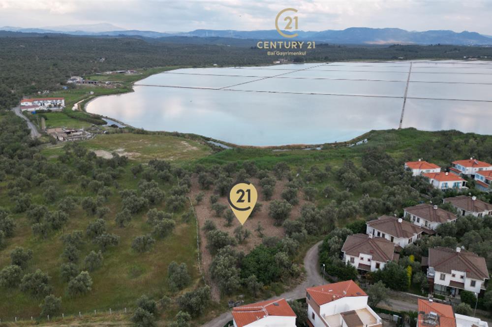 C21 Bal'dan Balıkesir Ayvalık Küçükköy’de Satılık Zeytinlik