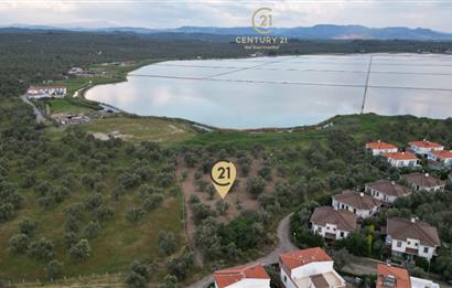 C21 Bal'dan Balıkesir Ayvalık Küçükköy’de Satılık Zeytinlik