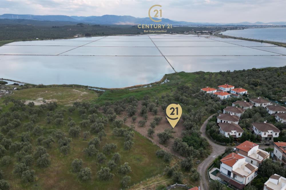 C21 Bal'dan Balıkesir Ayvalık Küçükköy’de Satılık Zeytinlik