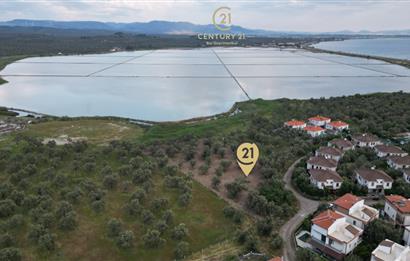 C21 Bal'dan Balıkesir Ayvalık Küçükköy’de Satılık Zeytinlik