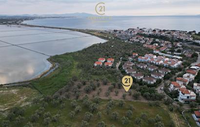 C21 Bal'dan Balıkesir Ayvalık Küçükköy’de Satılık Zeytinlik