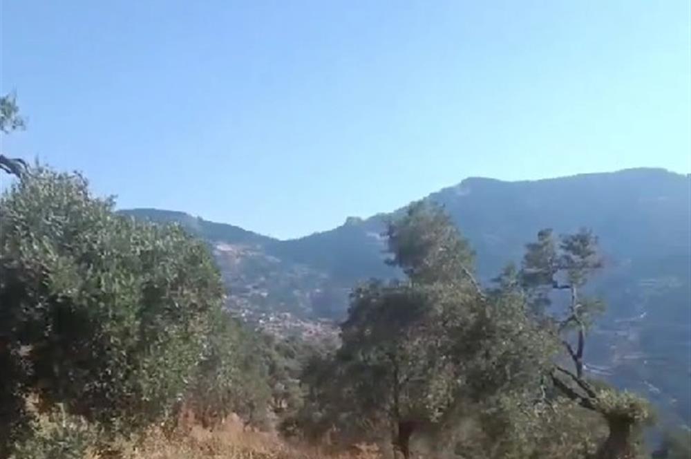 MUĞLA MİLAS SAKARKAYA KÖSÜRELİK MEVKİİNDE SATILIK ZEYTİNLİK ARSA