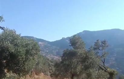 MUĞLA MİLAS SAKARKAYA KÖSÜRELİK MEVKİİNDE SATILIK ZEYTİNLİK ARSA
